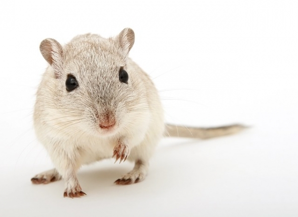 Rodent Problems in Your Motorhome?