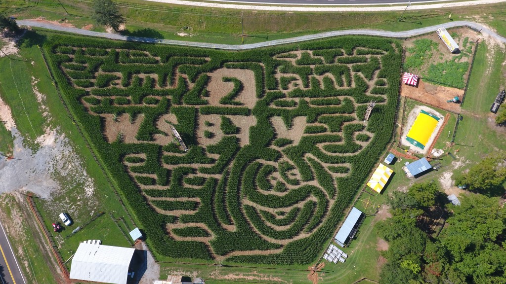 buford corn maze