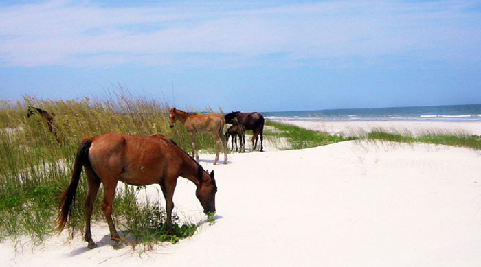 hero cumberland island